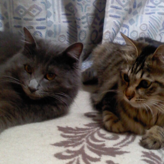 ＊シッポナ＊のカバー写真