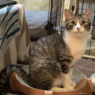 人間、猫大好き　とっても元気ないちろうくん