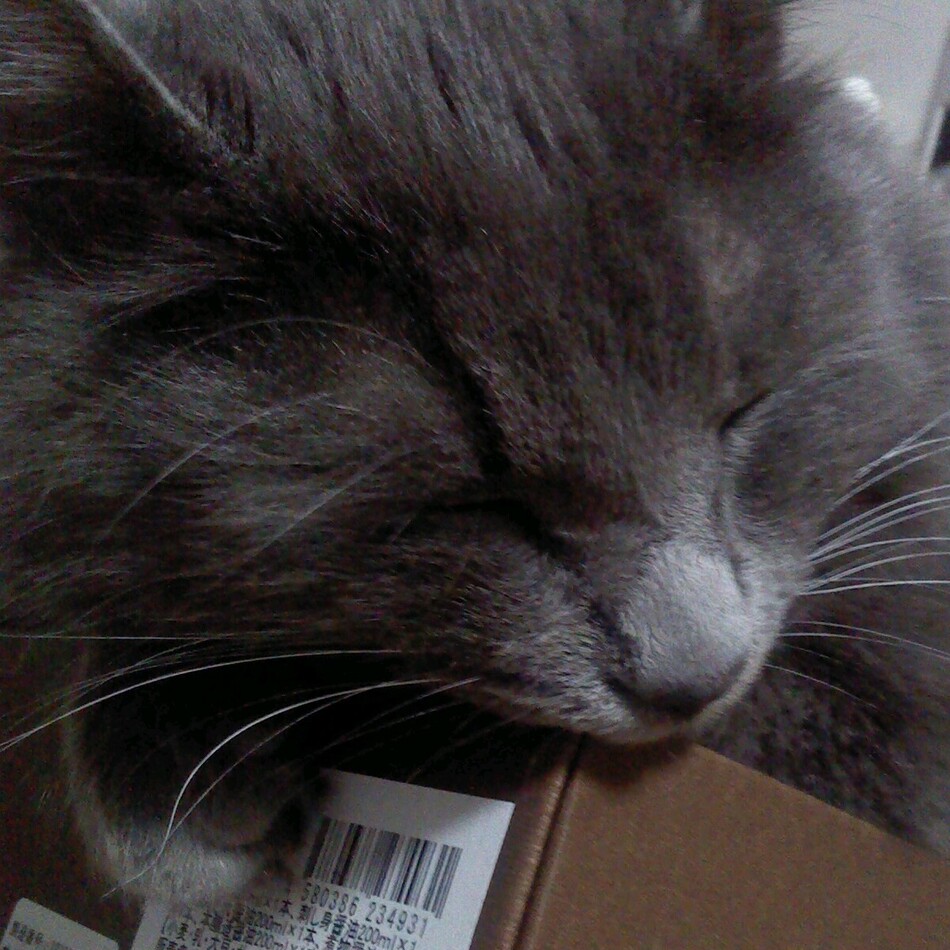 ロクのカバー写真