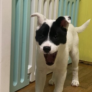 可愛い姉妹パンダのずっとのお家を探しています