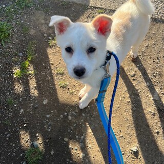 可愛いさくらのずっとのお家を募集しています