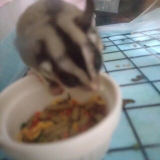 一旦募集締め切ります。フクロモモンガです。