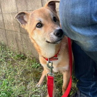 去勢手術済み小ぶりオス子犬ムダ吠えなし