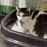 飼主持込‼室内飼育から収容、不安で怯えています サムネイル2