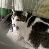 飼主持込‼室内飼育から収容、不安で怯えています サムネイル3