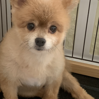 ポメラニアンとチワワのミックス8才