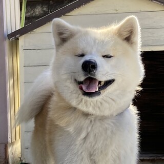 【凛々しく優しい】秋田犬のキング