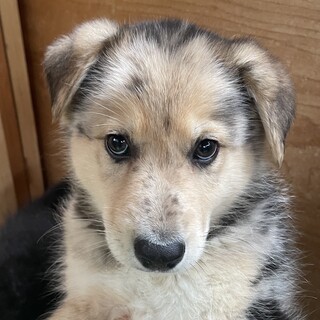 遠方から来たシェパードmix2ヶ月の男の子