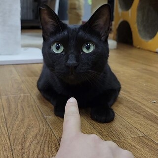 ツヤツヤな黒猫男子　一幸♂