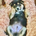 黒豆柴風ビジュアルの もみのりくん