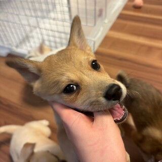 ８兄妹ルーシーのずっとのお家を探しています