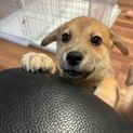 ８兄妹ルイのずっとのお家を探しています
