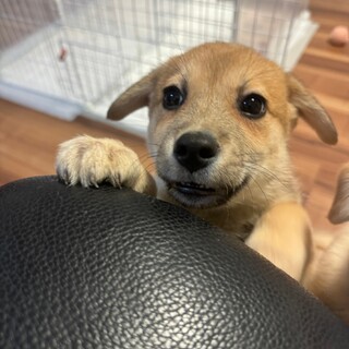 ８兄妹ルイのずっとのお家を探しています