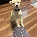 ８兄妹ルピーのずっとのお家を探しています