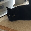 シャイガールです