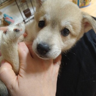 トライアル決定の為募集停止