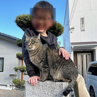 不妊手術済み人なつこい温厚な性格の猫