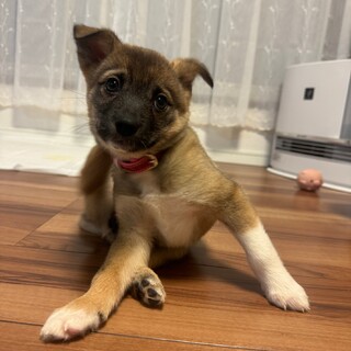 ８兄妹ルリのずっとのお家を探しています