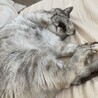 ねむねむ