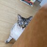 ブルーアイズ