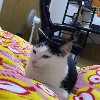 ハチワレ 白黒 猫