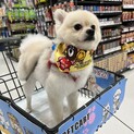 人懐っこいポメラニアンです♡