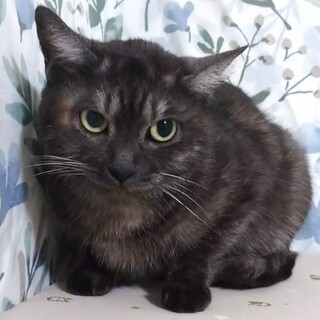 【3/31芝浦】控えめな女の子ブラックスモークまな