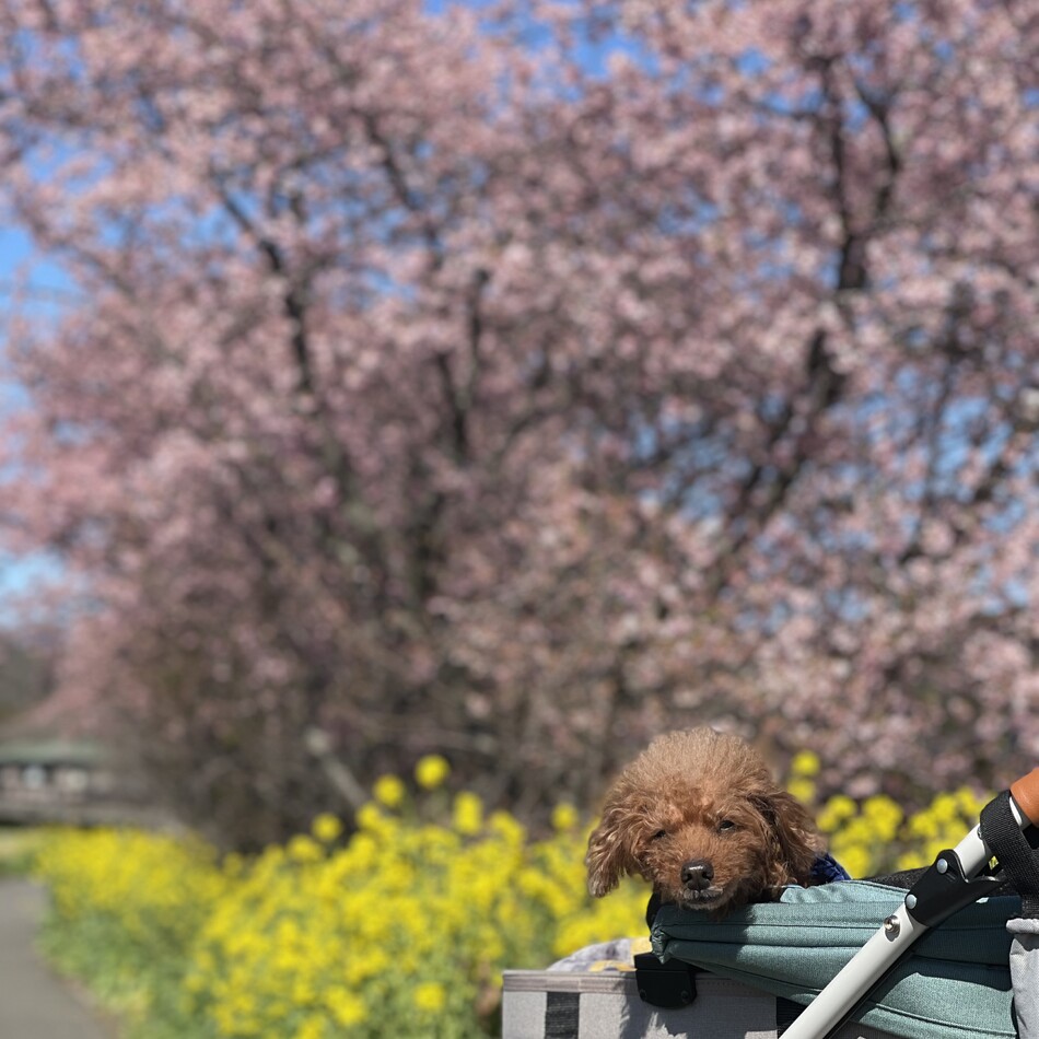 茶豆 CHA-mameのカバー写真