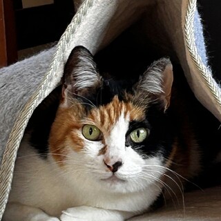 元気な11歳(^^♪黒三毛ちゃん