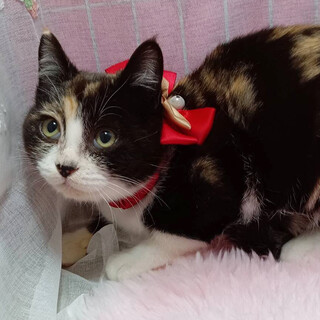 丸顔かわいいフルーツ姉妹♫三毛 いちご4ヶ月