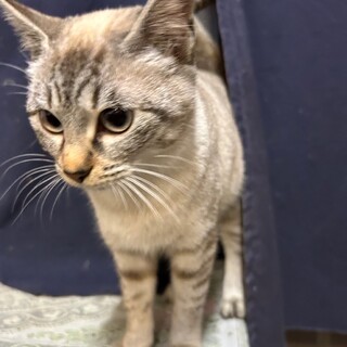 シャム系３きょうだい　ごきげんな苺ちゃん