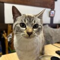 シャム系３きょうだい　ごきげんなミントちゃん
