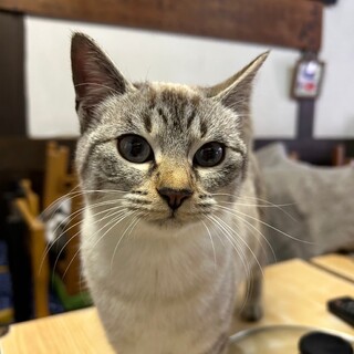 シャム系３きょうだい　ごきげんなミントちゃん