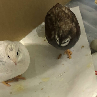 つがいのヒメウズラ里親募集中