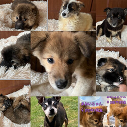 翠雲堂de譲渡会☆子犬・子猫圧倒的多数♪（インスタライブ配信あり） サムネイル2