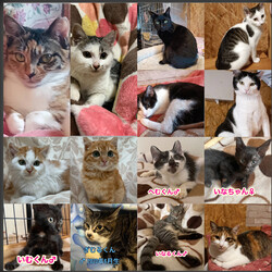 翠雲堂de譲渡会☆子犬・子猫圧倒的多数♪（インスタライブ配信あり） サムネイル3