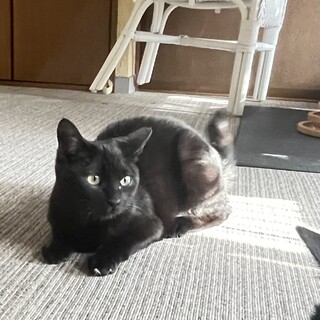 にこちゃんは毛並みのきれいな黒猫の女の子。