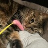 6/9譲渡会ゆったり猫ライフ向けアメショMIX サムネイル7