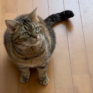 穏やかで人懐こい癒し系女子です。