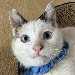 魅惑のブルーアイ、甘えん坊のアクアです♡