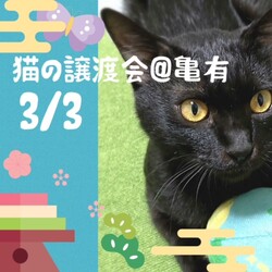 猫の譲渡会＠亀有ちびにゃんず