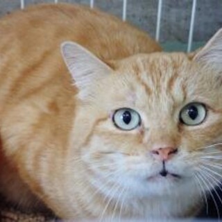 かわいさ悶絶級♡茶トラのまるくん