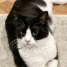 白黒ハチワレの男の子♡ずっとのおうちを探しています サムネイル6