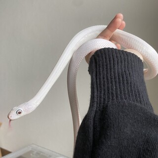 白いマウススネーク　里親募集