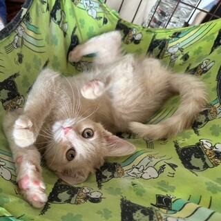 3/3さいたま市岩槻区譲渡会参加 ラテ君 