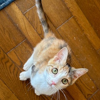 3/3さいたま市岩槻区譲渡会参加ユズちゃん