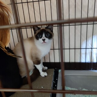 おとなしくて臆病です。只今人慣れ訓練中