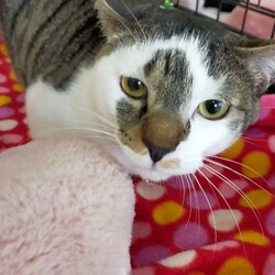 川口Cats保護猫譲渡会