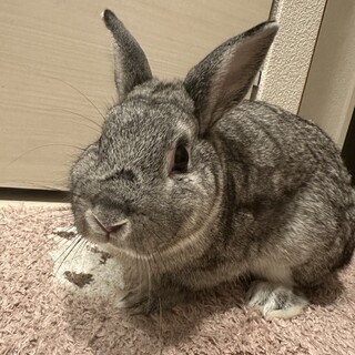 去勢済みの男の子、優しいウサギ「ユキ」