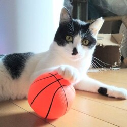 保護猫の譲渡会in春日井 サムネイル3